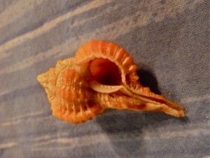 Rose Murex s.aperture