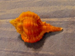Rose Murex smaller