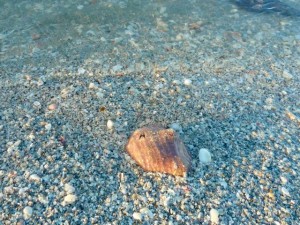 Sand Covered Conch