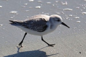 Sanderling bird