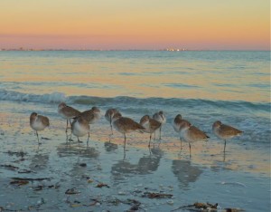 Sanibel Willet birds