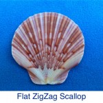 Scallop - Flat ZigZag Scallop - Flat ZigZag