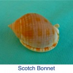 Scotch Bonnet ID Scotch Bonnet ID