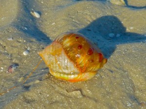 Scotch Bonnet with sea anemone Scotch Bonnet with sea anemone