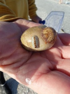 Sharks eye with chiton