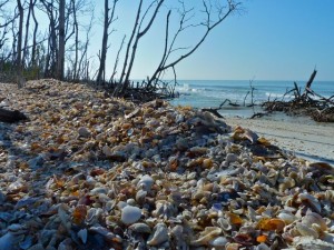 Shell Pile in Marco Shell Pile in Marco