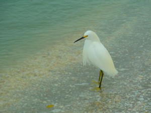 Snowy Egret shelling