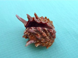 Spiney Jewel Box