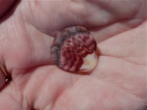 Tiny Flat scallop
