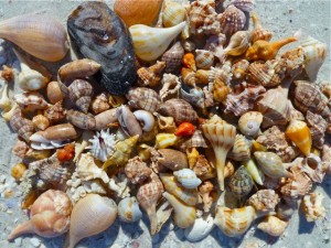 Today's shell collection