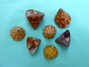 Top Shells