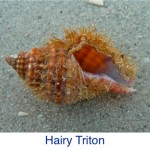 Triton- Hairy Triton- Hairy