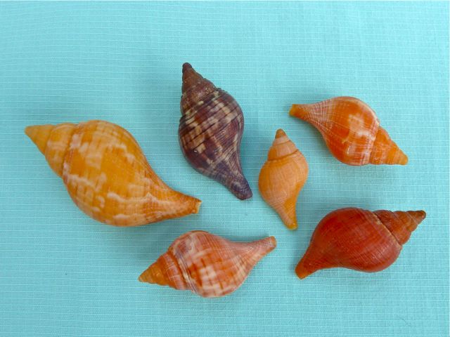 Tulip Shell