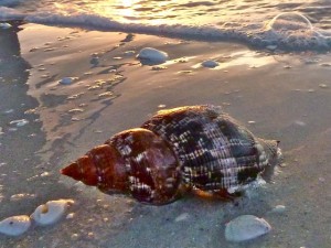 True tulip shell on beach True tulip shell on beach