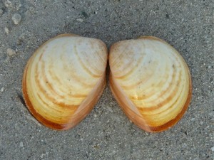 Velvet Egg Cockle Velvet Egg Cockle