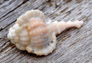 a.Cabrit's Murex