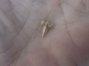 fish tooth