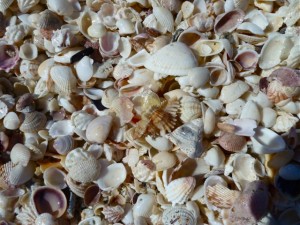 lace murex in shells