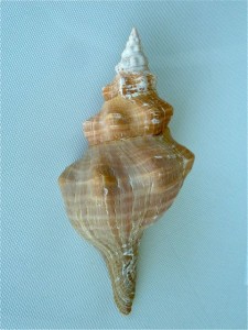 11" horse conch lee