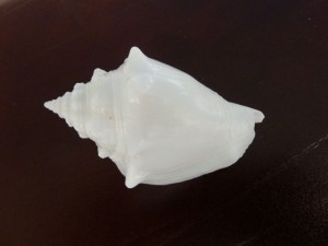 Albino fighting conch lee g