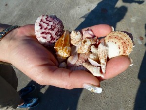 Ann's handful of shells Ann's handful of shells