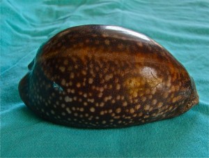 Atlantic Deer Cowrie
