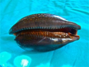 Atlantic Deer Cowrie Aperture