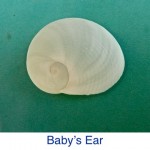 Baby's Ear ID Baby's Ear ID