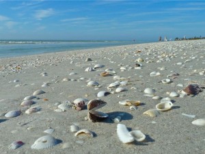Beached Clams Beached Clams