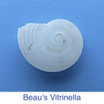 Beau's Vitrinella Seashell id Beau's Vitrinella Seashell id