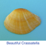 Beautiful Crassatella shell id Beautiful Crassatella shell id