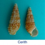 Cerith Seashell ID Cerith Seashell ID