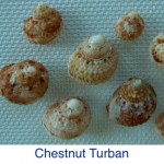 Chetnut Turban Seashell ID Chetnut Turban Seashell ID