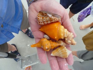Clark seashells Clark seashells
