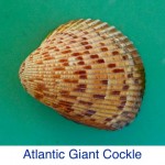 Cockle -Atlantic Giant ID Cockle -Atlantic Giant ID