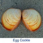 Cockle Egg Seashell Cockle Egg Seashell
