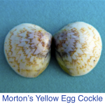 Cockle- Morton's Yellow Egg Seashell ID Cockle- Morton's Yellow Egg Seashell ID