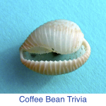 Coffee Bean Trivia Shell id Coffee Bean Trivia Shell id