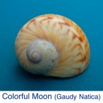 Colorful Moon Gaudy Natica ID Colorful Moon Gaudy Natica ID
