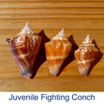 Conch - Juvenile Fighting Conch - Juvenile Fighting