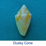 Cone Dusky Shell ID Cone Dusky Shell ID
