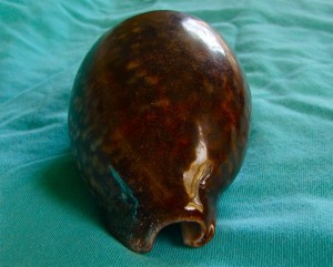 Cowrie shell