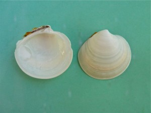 Disk Dosinia ID Disk Dosinia ID