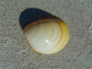 Egg Cockle Egg Cockle