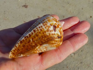 Fist size Alphabet cone Fist size Alphabet cone