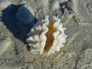 Florida Spiny Jewelbox Florida Spiny Jewelbox