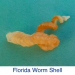 Florida Worm Shell Identification Florida Worm Shell Identification