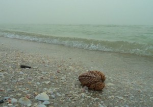 Giant Atlantic cockle with fog Giant Atlantic cockle with fog