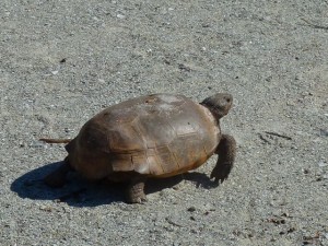 Gopher tortoise Gopher tortoise