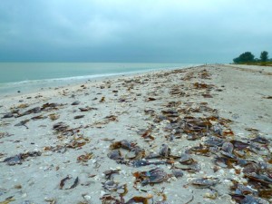 Gulf Side City Park Sanibel Gulf Side City Park Sanibel